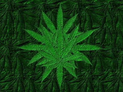 cannabis